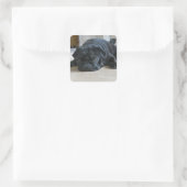 Zwarte Pugin Foto Sticker (Tas)