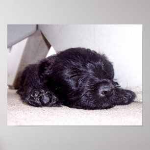 Zwarte puppy van Scottish Terrier die bijna op is Poster