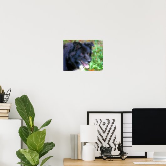 Zwarte rand Collie Dog Art Fotoschildering Poster (Thuiskantoor)