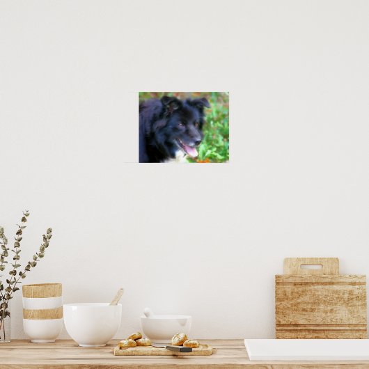 Zwarte rand Collie Dog Art Fotoschildering Poster (Keuken)