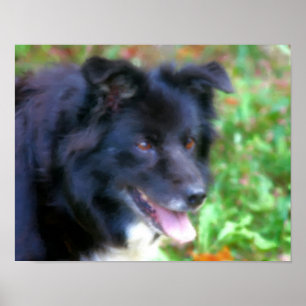 Zwarte rand Collie Dog Art Fotoschildering Poster