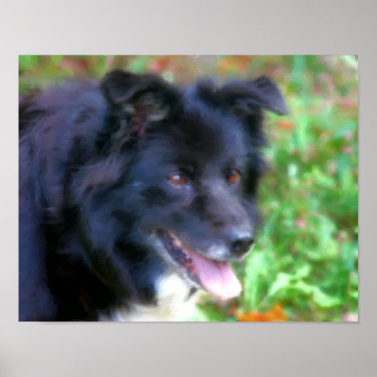 Zwarte rand Collie Dog Art Fotoschildering Poster (Voorkant)