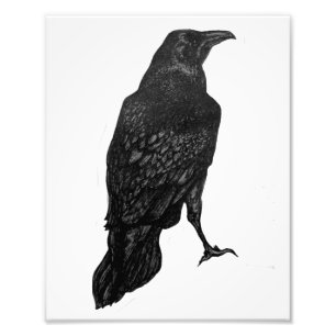 Zwarte Raven Print Foto Afdruk