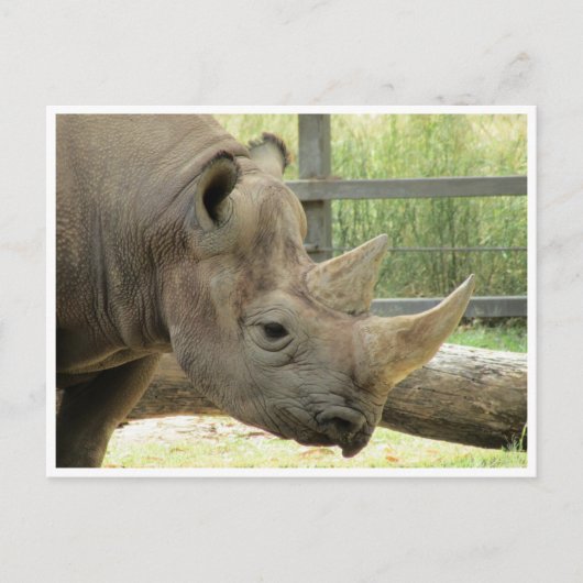 zwarte rhino briefkaart (Voorkant)