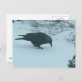 Zwarte rij in de winter briefkaart (Voorkant / Achterkant)