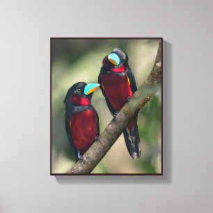 Zwarte & Rode Broadbills Canvas Afdruk