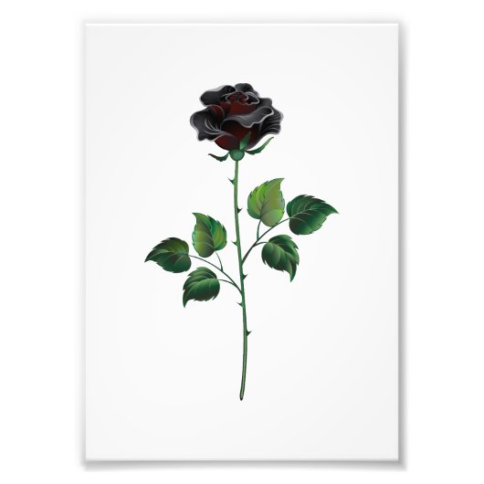 Zwarte roos bloem foto afdruk (Voorkant)
