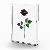 Zwarte roos bloem fotoblokken (Rechts)