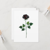 Zwarte roos bloem kaart (Voorkant / Achterkant in situ)