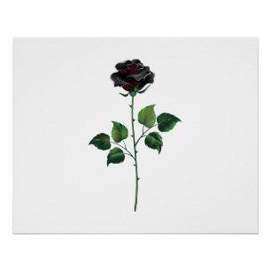 Zwarte roos bloem perfect poster