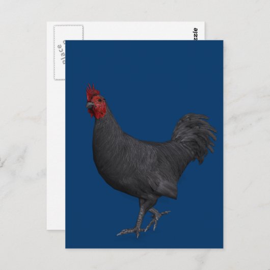 Zwarte rooster briefkaart (Voorkant / Achterkant)