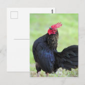 Zwarte rooster briefkaart (Voorkant / Achterkant)