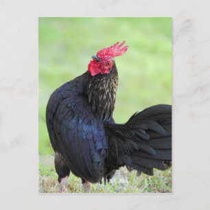 Zwarte rooster briefkaart
