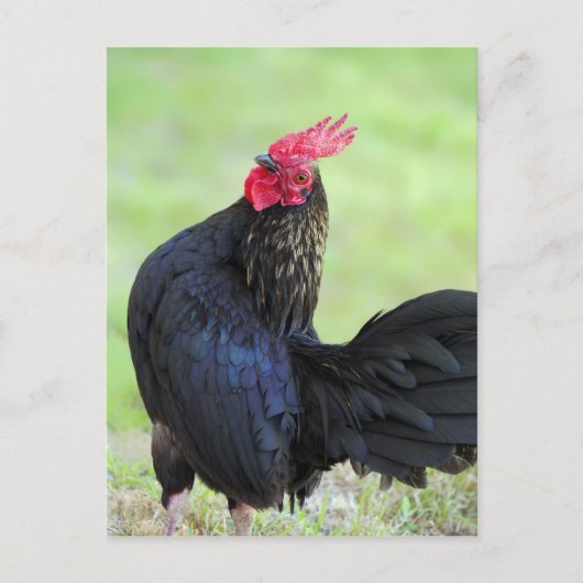 Zwarte rooster briefkaart (Voorkant)