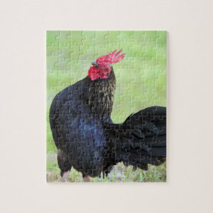 Zwarte rooster legpuzzel