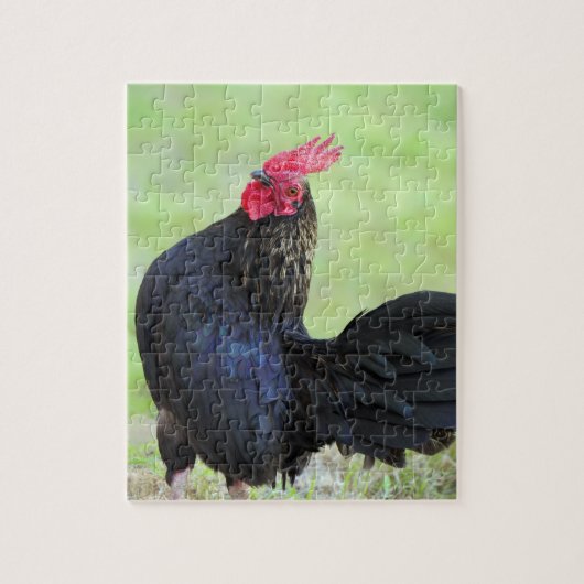 Zwarte rooster legpuzzel (Verticaal)