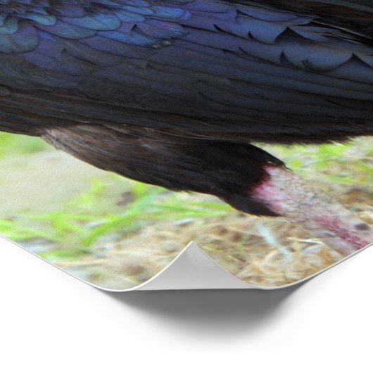 Zwarte rooster poster (Hoek)