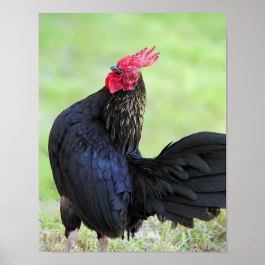 Zwarte rooster poster (Voorkant)