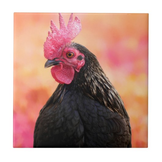 Zwarte rooster tegeltje (Voorkant)