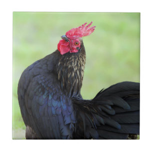 Zwarte rooster tegeltje