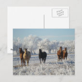 Zwarte schaap briefkaart (Voorkant / Achterkant)