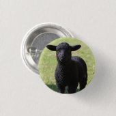 Zwarte Schaap - Knop Ronde Button 3,2 Cm (Voorkant /achterkant)
