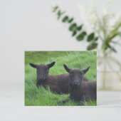 Zwarte schapen briefkaart (Staand voorkant)