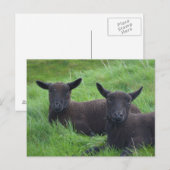 Zwarte schapen briefkaart (Voorkant / Achterkant)
