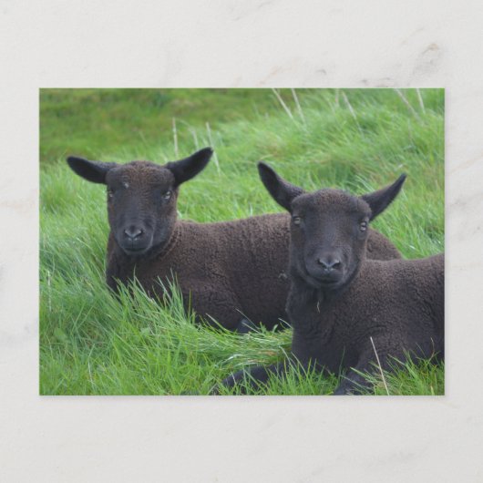 Zwarte schapen briefkaart (Voorkant)