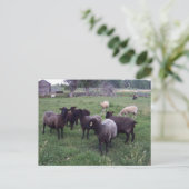 Zwarte schapen briefkaart (Staand voorkant)