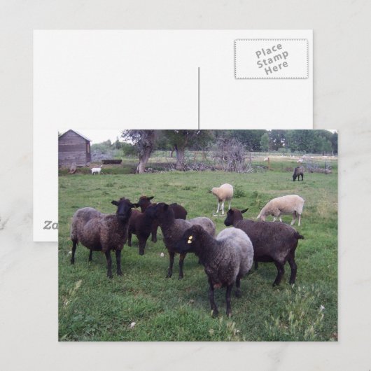 Zwarte schapen briefkaart (Voorkant / Achterkant)