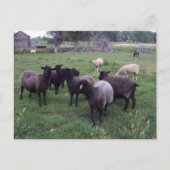Zwarte schapen briefkaart (Voorkant)