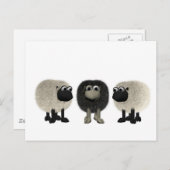 zwarte schapen briefkaart (Voorkant / Achterkant)