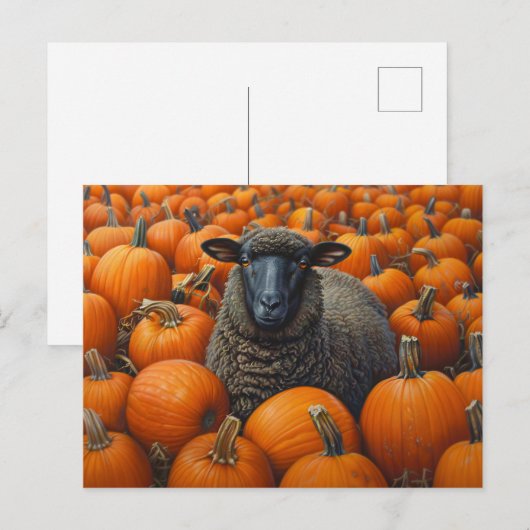 Zwarte schapen Herfst Pompoen Patch Briefkaart (Voorkant / Achterkant)