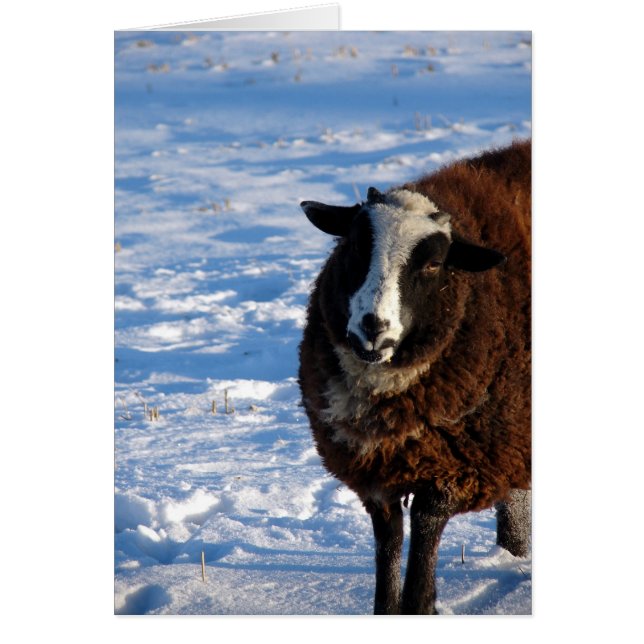 Zwarte schapen in de winter (Voorkant)
