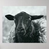 Zwarte schapen poster (Voorkant)