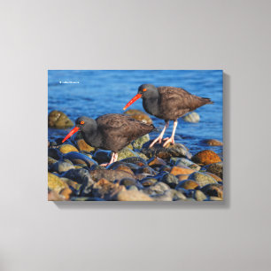 Zwarte Scholekster Zie, Zwarte Scholekster Doe Canvas Afdruk