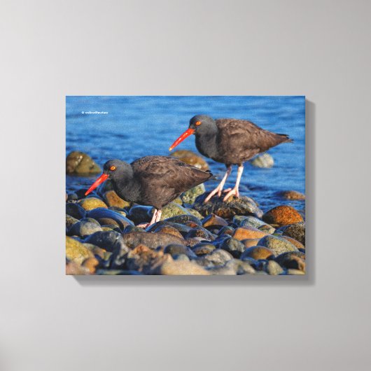 Zwarte Scholekster Zie, Zwarte Scholekster Doe Canvas Afdruk (Voorkant)