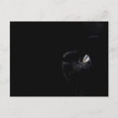 Zwarte schoonheid - Briefkaart (Voorkant)