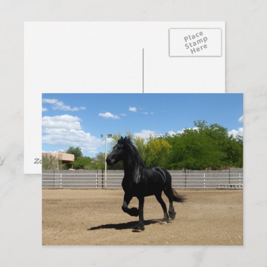 zwarte schoonheid briefkaart (Voorkant / Achterkant)