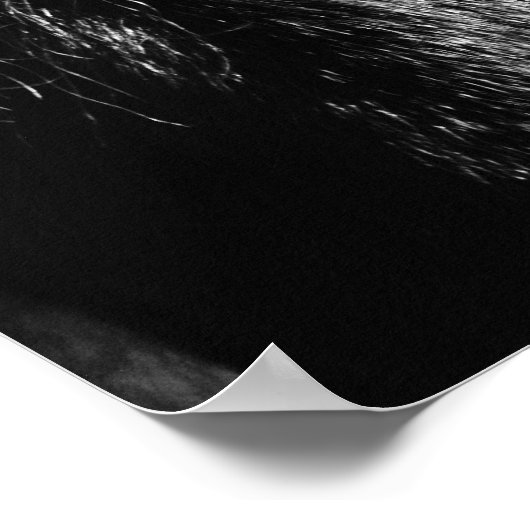 Zwarte schoonheid - Poster (Hoek)