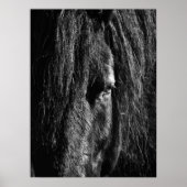 Zwarte schoonheid - Poster (Voorkant)