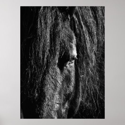 Zwarte schoonheid - Poster (Voorkant)