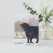 Zwarte Schotse Hooglanderkoe in de wintersneeuw Briefkaart (Staand voorkant)
