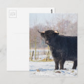 Zwarte Schotse Hooglanderkoe in de wintersneeuw Briefkaart (Voorkant / Achterkant)