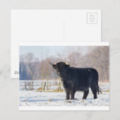 Zwarte schotse hooglandkoe in wintersneeuw briefkaart (Voorkant / Achterkant)