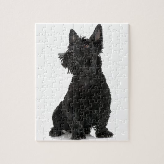 Zwarte Schotse terrier Legpuzzel (Verticaal)