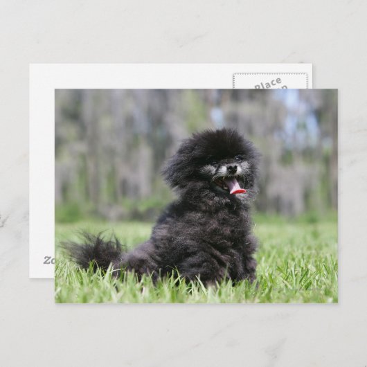 Zwarte Senior Pommeren Briefkaart (Voorkant / Achterkant)