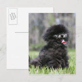 Zwarte Senior Pommeren Briefkaart (Voorkant / Achterkant)