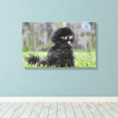 Zwarte Senior Pommeren Canvas Afdruk (Insitu (Houten vloer))